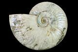 Silver Iridescent Ammonite (Cleoniceras) Fossil - Madagascar #137387-1